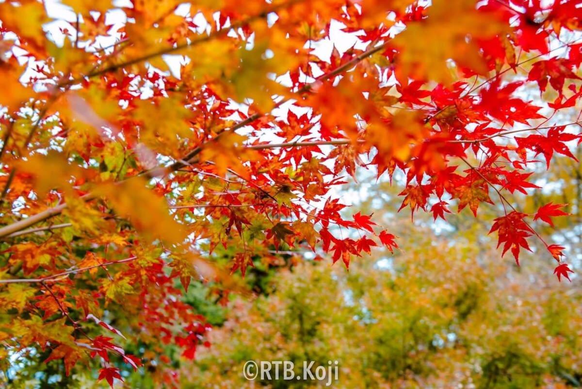 Earls Court - Spacious & Relaxing Just 4 Blocks To Peace Park Хиросима Экстерьер фото